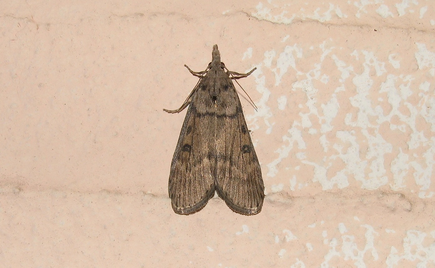 Id falena